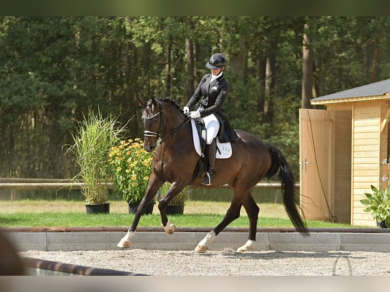 Hanovrien Jument 9 Ans 175 cm Bai brun in Neu Wulmstorf