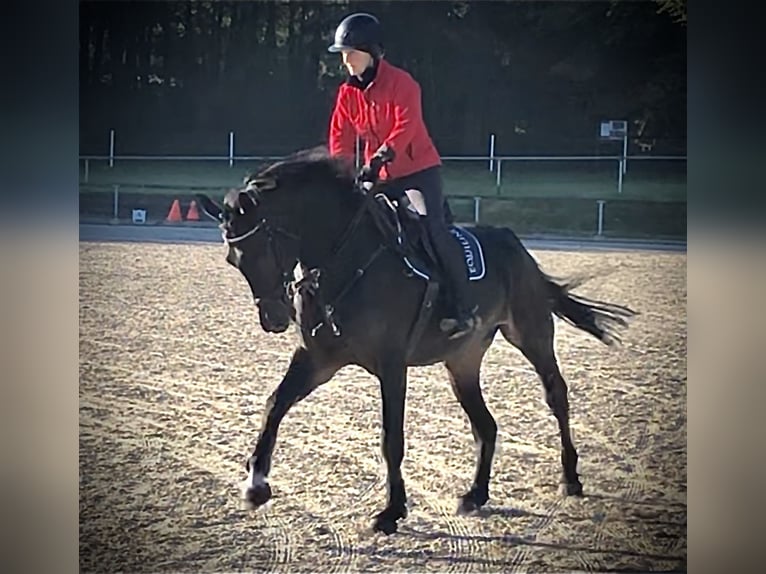 Hanovrien Jument 9 Ans 175 cm Bai brun in Emsb&#xFC;ren