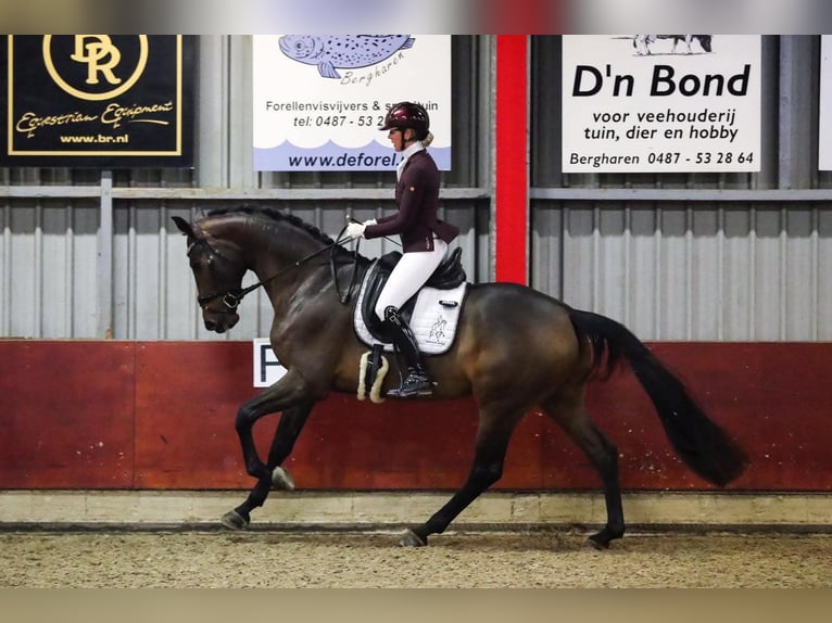 Hanovrien Jument 9 Ans 176 cm Bai in Wolfsbach