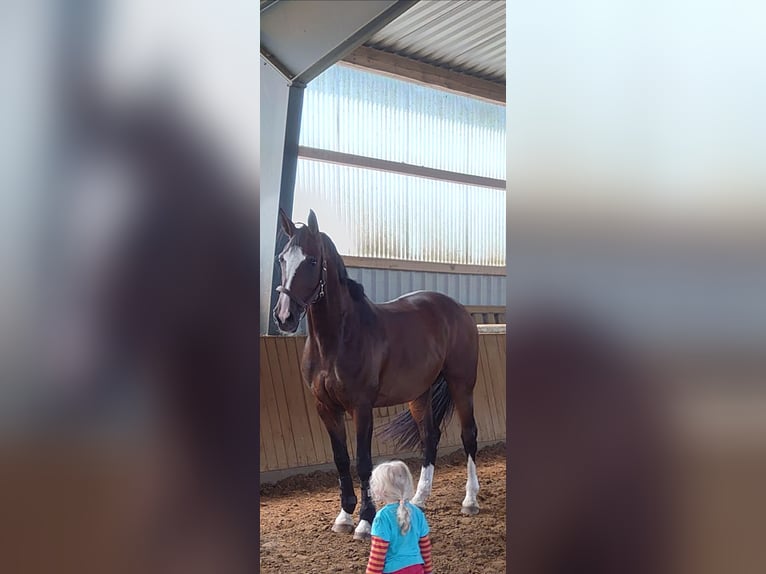 Hanovrien Jument 9 Ans 176 cm Bai clair in Borstel