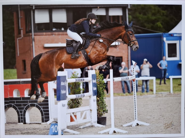 Hanovrien Jument 9 Ans 178 cm Bai in Löningen