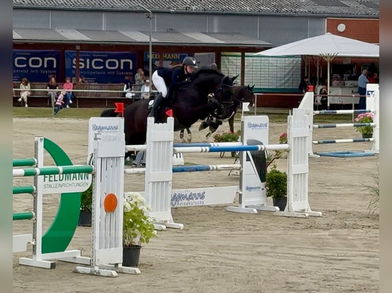 Hanovrien Jument 9 Ans 180 cm Bai brun foncé in Vreden