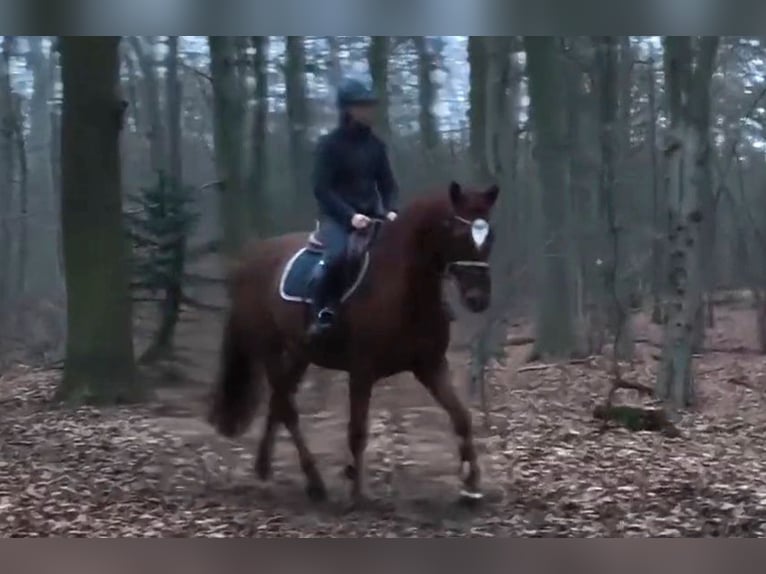 Hanovrien Jument 9 Ans Alezan in Braunschweig