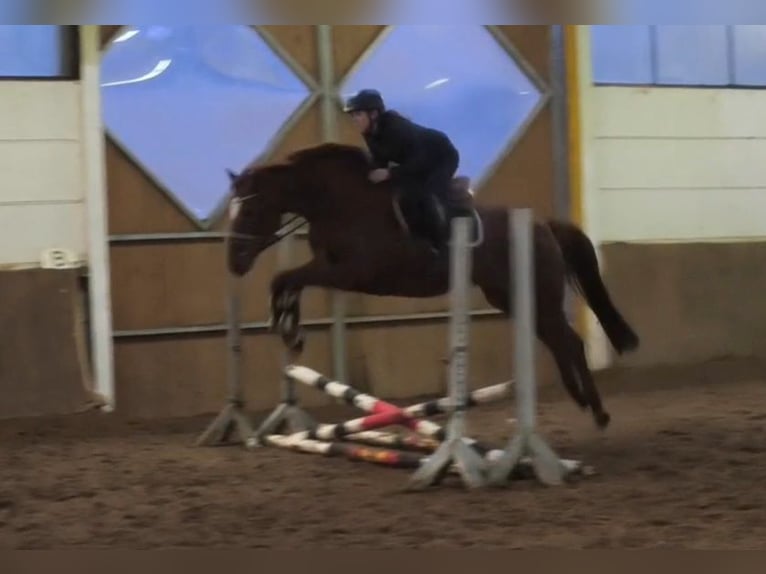 Hanovrien Jument 9 Ans Alezan in Braunschweig