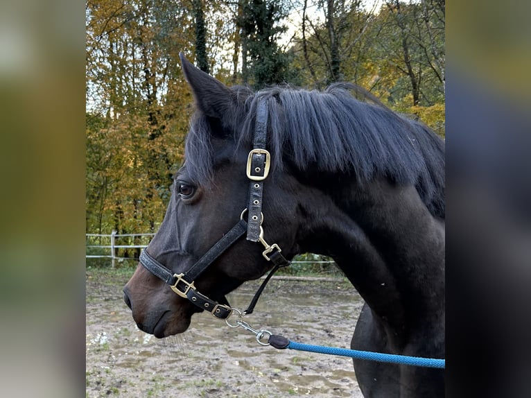 Hanovrien Jument 9 Ans Bai brun foncé in Lahr/Schwarzwald Hanovrien Jument 9 Ans Bai brun foncé in Lahr/Schwarzwald