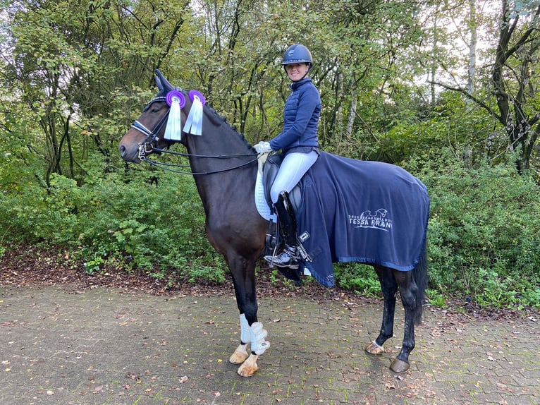 Hanovrien Jument 9 Ans Bai in Jesteburg