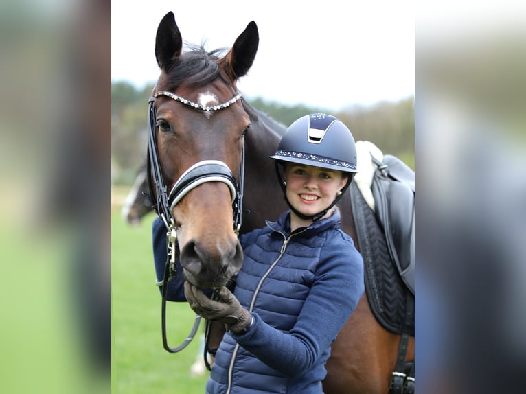 Hanovrien Jument 9 Ans Bai in Jesteburg