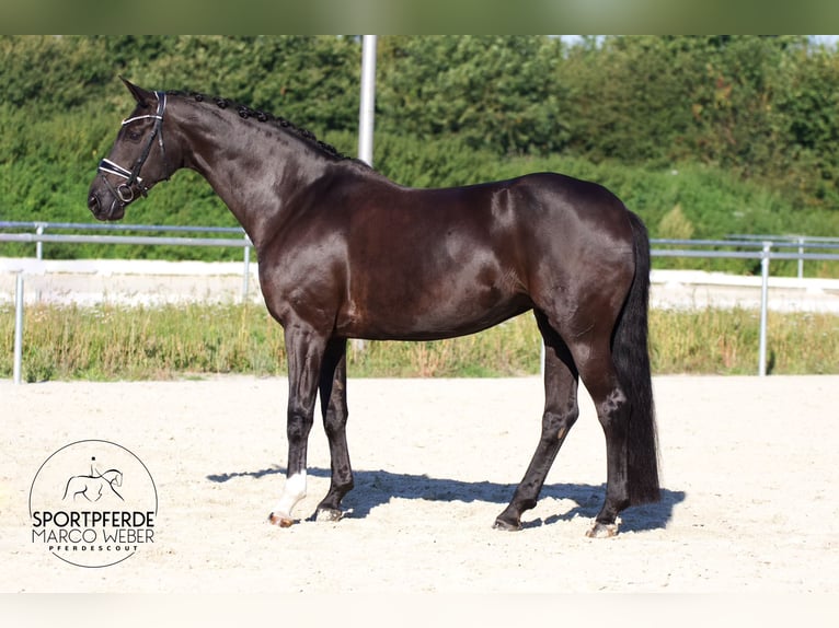 Hanovrien Jument 9 Ans Noir in Jade