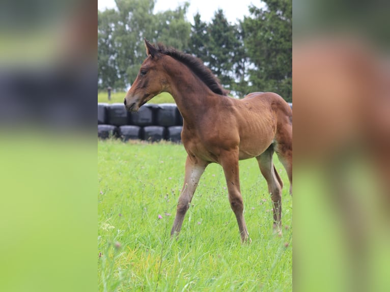 Hanovrien Jument Poulain (06/2025) 140 cm Bai in Burbach