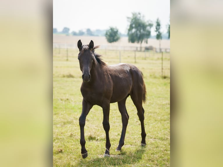 Hanovrien Jument Poulain (02/2025) 145 cm Bai brun foncé in Ense