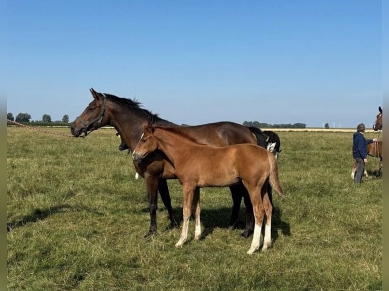 Hanovrien Jument Poulain (04/2026) 165 cm Alezan in Krummhörn