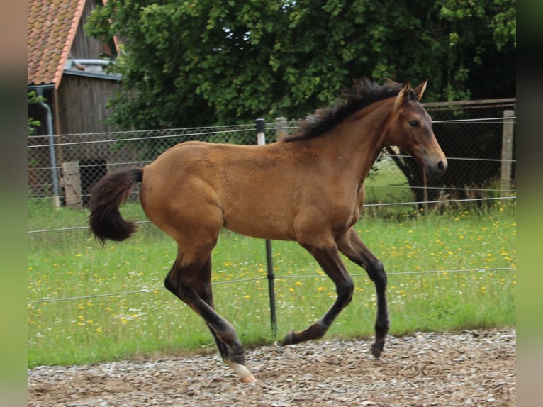 Hanovrien Jument Poulain (03/2026) 165 cm Bai in Hagenow