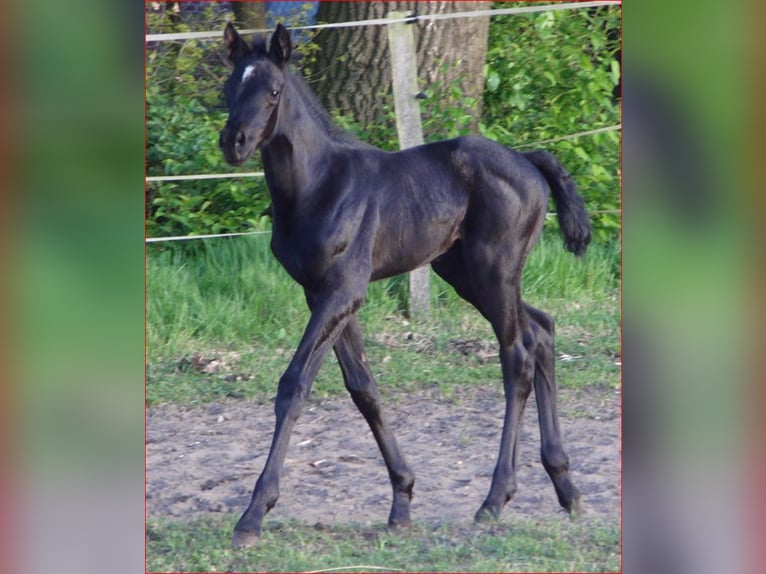 Hanovrien Jument Poulain (04/2024) 165 cm Noir in Rehden