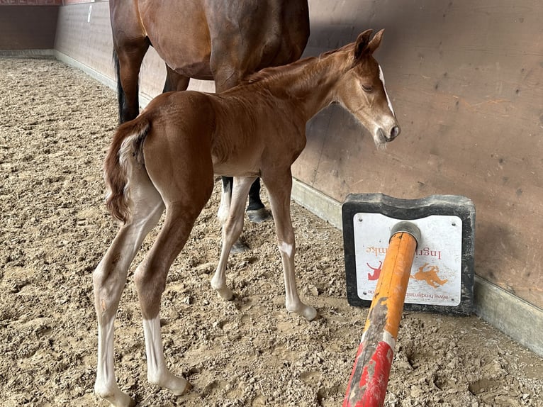 Hanovrien Jument Poulain (05/2024) 166 cm Alezan brûlé in Langwedel