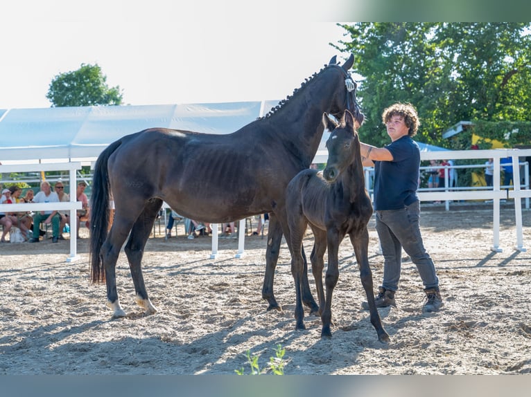 Hanovrien Jument Poulain (05/2026) 167 cm Noir in Mansfeld