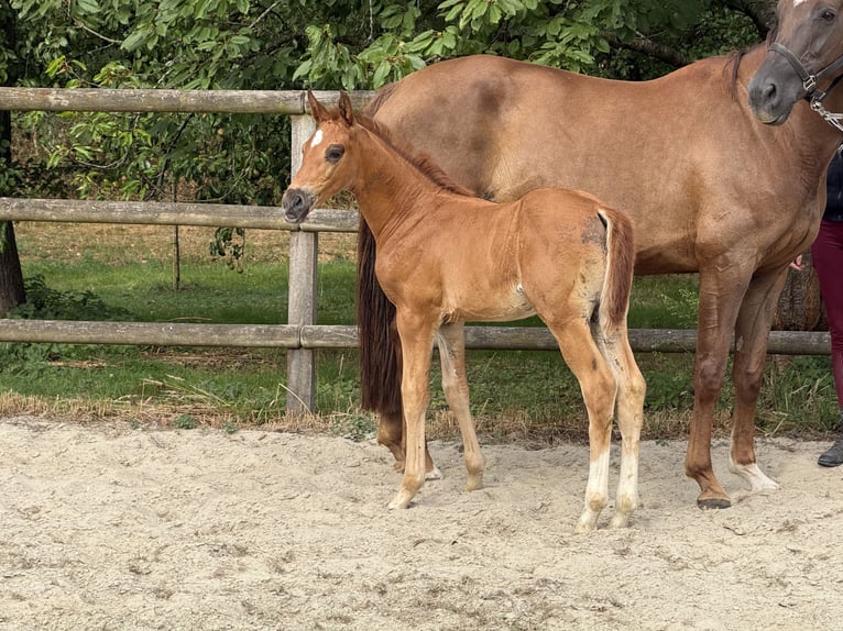 Hanovrien Jument Poulain (06/2026) 168 cm Alezan brûlé in Twistringen