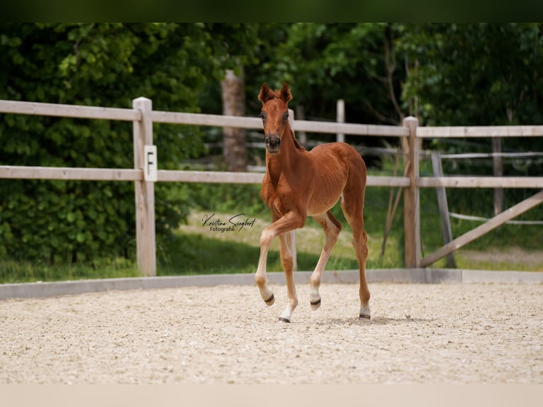 Hanovrien Jument Poulain (04/2024) 168 cm Alezan brûlé in Ettringen