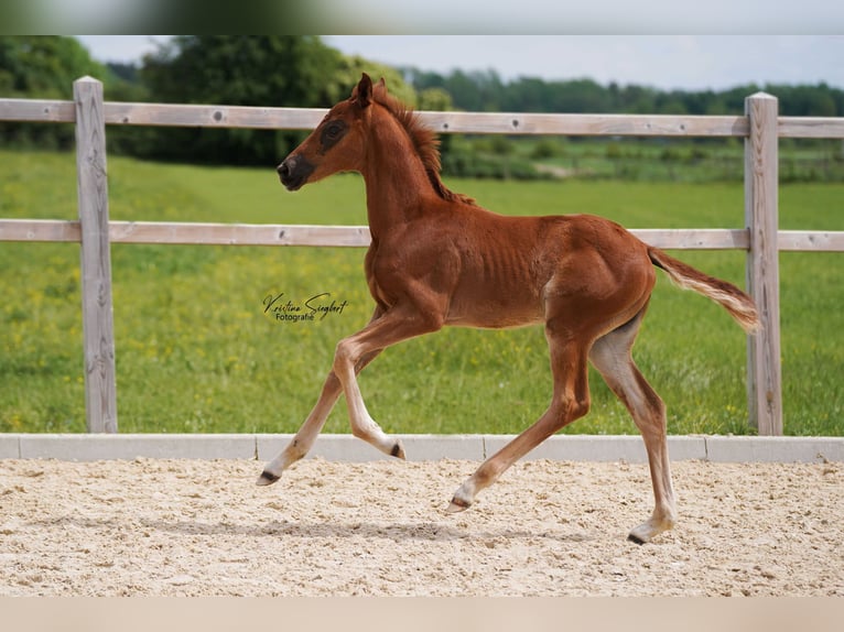 Hanovrien Jument Poulain (04/2024) 168 cm Alezan brûlé in Ettringen