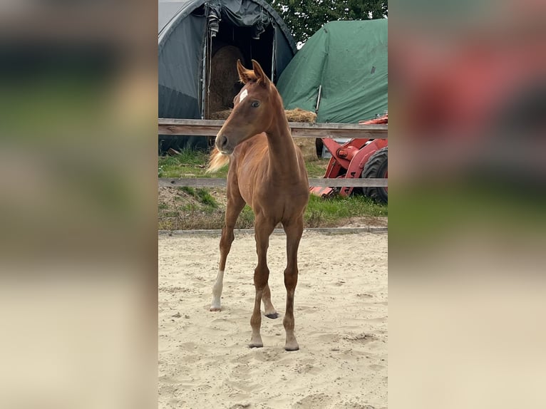 Hanovrien Jument Poulain (05/2025) 168 cm Alezan in Bassum