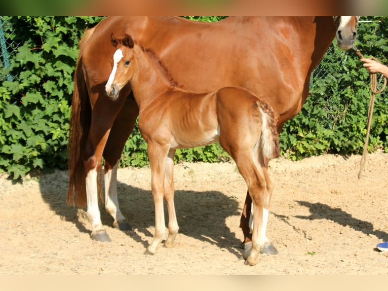 Hanovrien Jument  168 cm Alezan in Kutenholz
