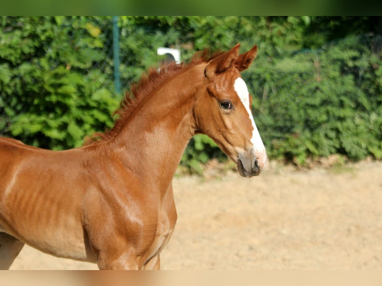 Hanovrien Jument  168 cm Alezan in Kutenholz