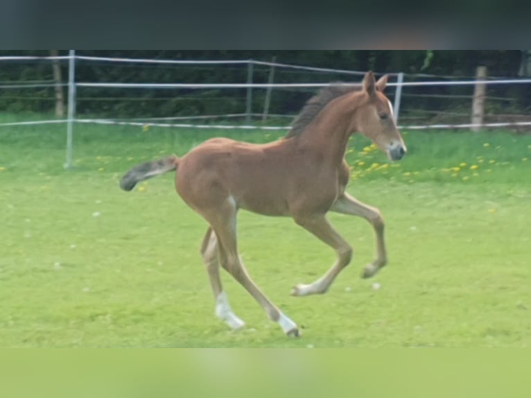 Hanovrien Jument Poulain (05/2026) 168 cm Bai in Walsrode