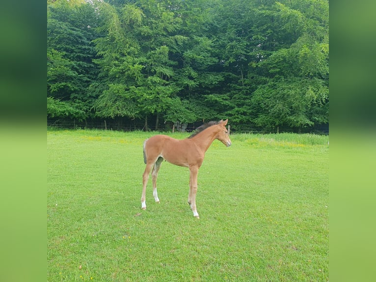 Hanovrien Jument Poulain (05/2026) 168 cm Bai in Walsrode