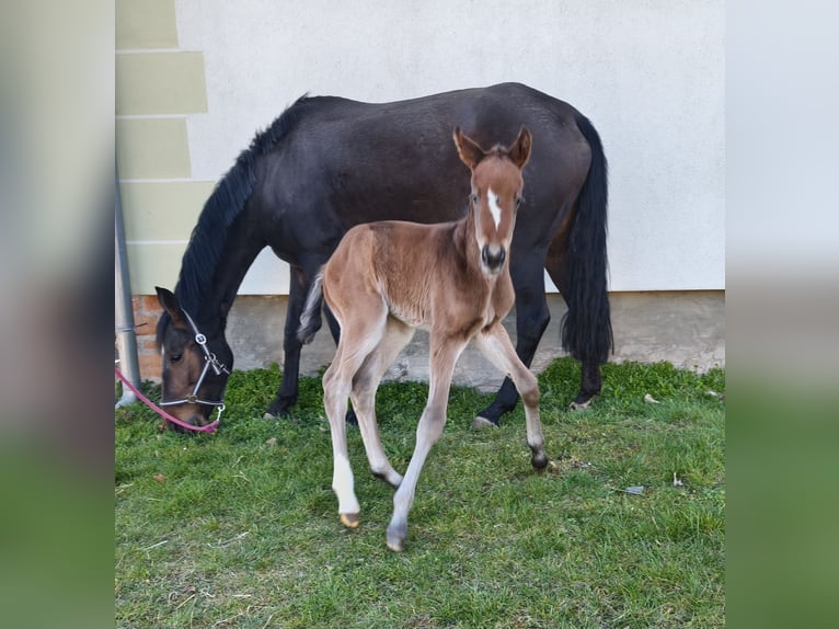 Hanovrien Jument Poulain (04/2026) 168 cm Bai in Rödgen