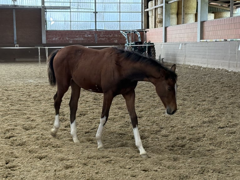 Hanovrien Jument Poulain (04/2025) 168 cm Bai in Langwedel