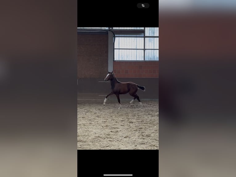 Hanovrien Jument Poulain (04/2025) 168 cm Bai in Langwedel