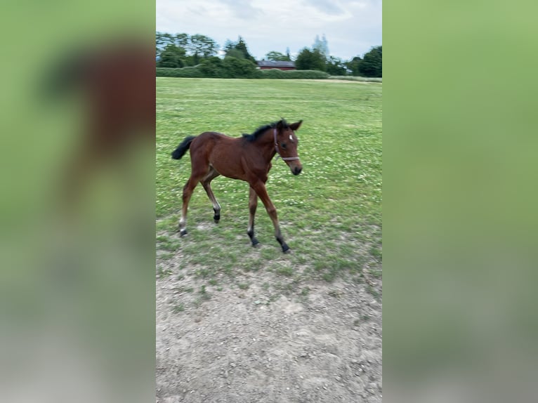 Hanovrien Jument  168 cm Bai in Wunstorf