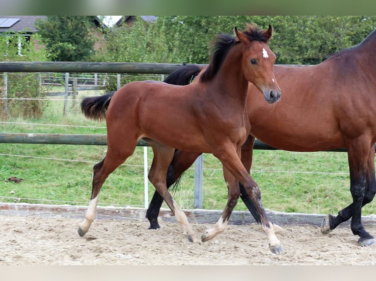 Hanovrien Jument Poulain (04/2024) 168 cm Bai in Mechernich