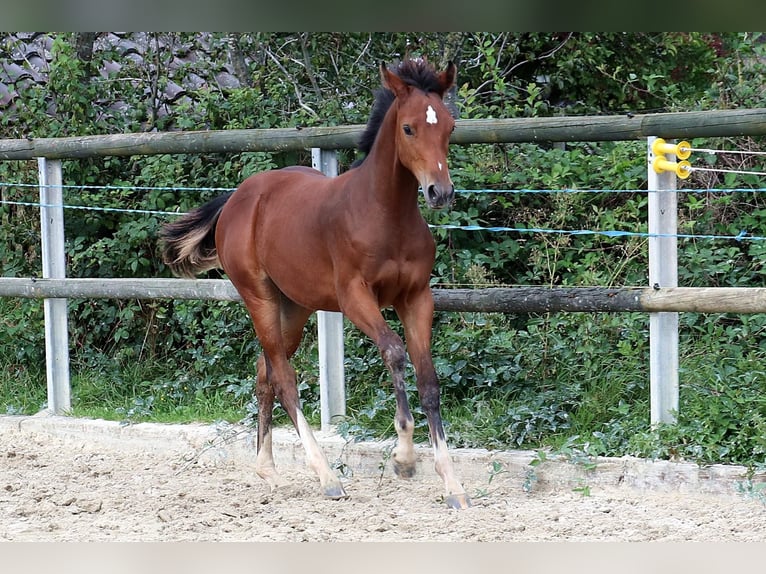 Hanovrien Jument Poulain (04/2024) 168 cm Bai in Mechernich