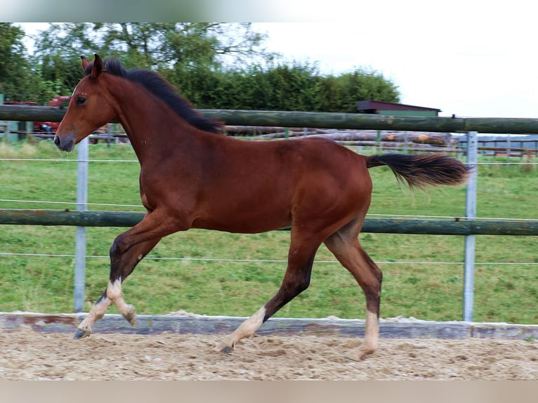 Hanovrien Jument Poulain (04/2024) 168 cm Bai in Mechernich