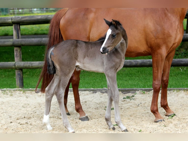 Hanovrien Jument Poulain (05/2024) 168 cm Noir in Kutenholz