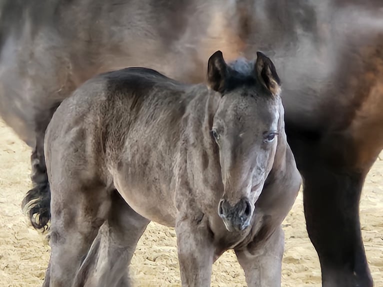 Hanovrien Jument  168 cm Peut devenir gris in Borgentreich
