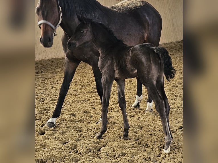 Hanovrien Jument  168 cm Peut devenir gris in Borgentreich