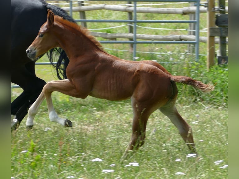 Hanovrien Jument Poulain (06/2025) 169 cm Alezan brûlé in Greifenstein