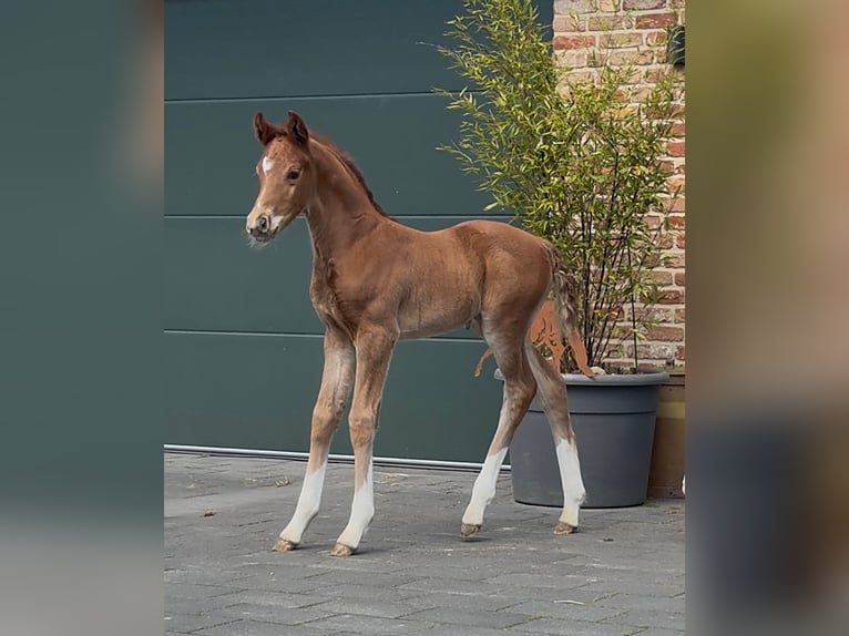 Hanovrien Jument  169 cm Alezan brûlé in Handrup