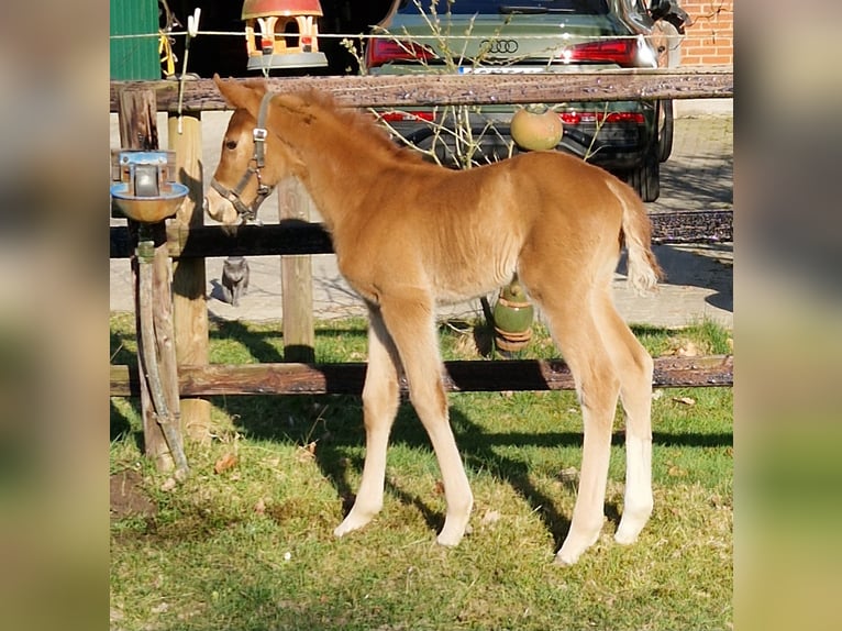Hanovrien Jument  169 cm Alezan in Reinstorf