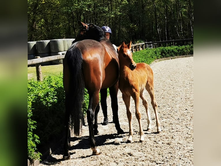 Hanovrien Jument  169 cm Alezan in Reinstorf