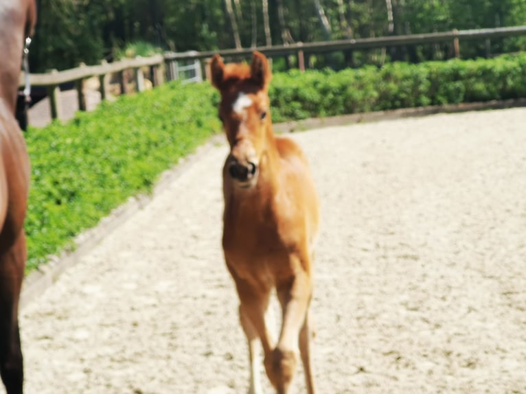 Hanovrien Jument  169 cm Alezan in Reinstorf