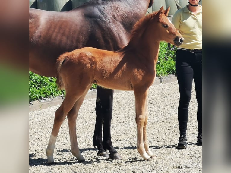 Hanovrien Jument  169 cm Alezan in Reinstorf