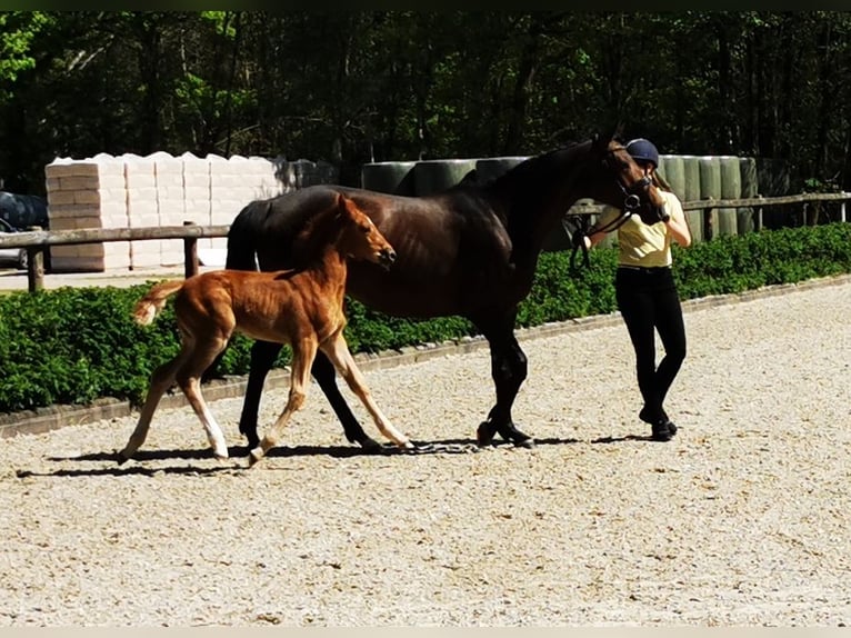Hanovrien Jument  169 cm Alezan in Reinstorf