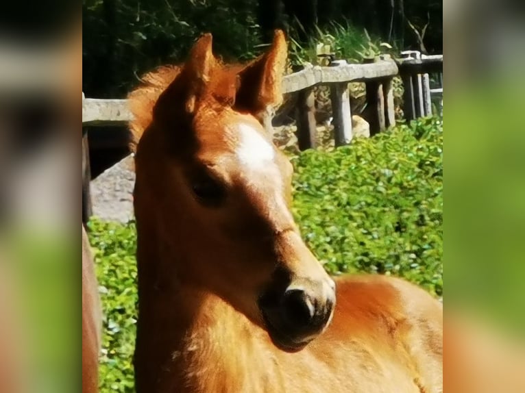 Hanovrien Jument  169 cm Alezan in Reinstorf