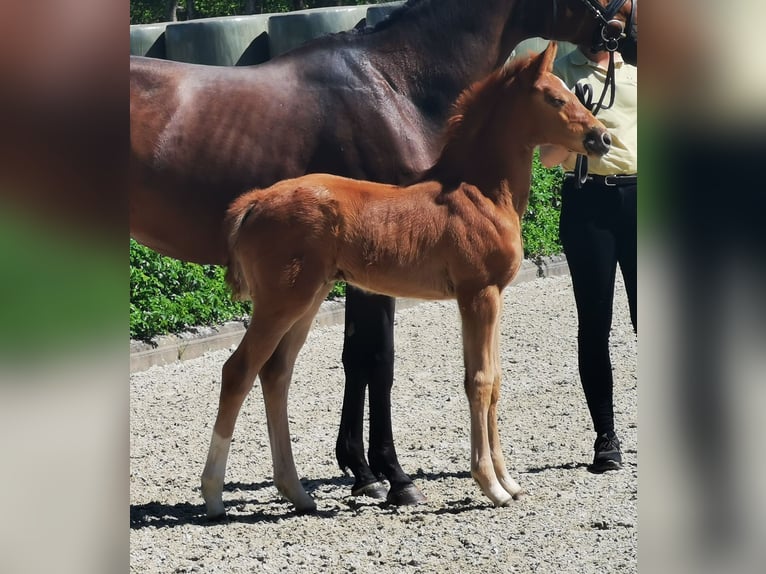 Hanovrien Jument  169 cm Alezan in Reinstorf