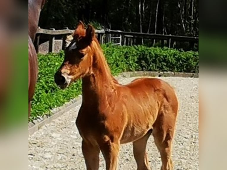 Hanovrien Jument  169 cm Alezan in Reinstorf
