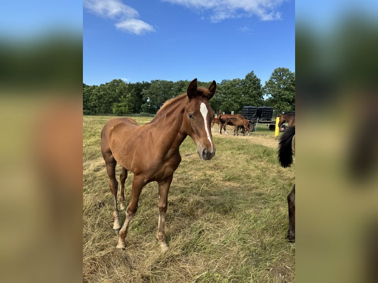 Hanovrien Jument  169 cm Alezan in Winsen (Aller)