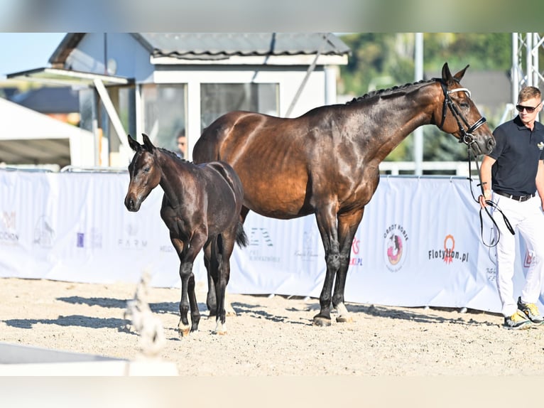 Hanovrien Jument Poulain (04/2025) 169 cm Bai brun in &#x17B;ory