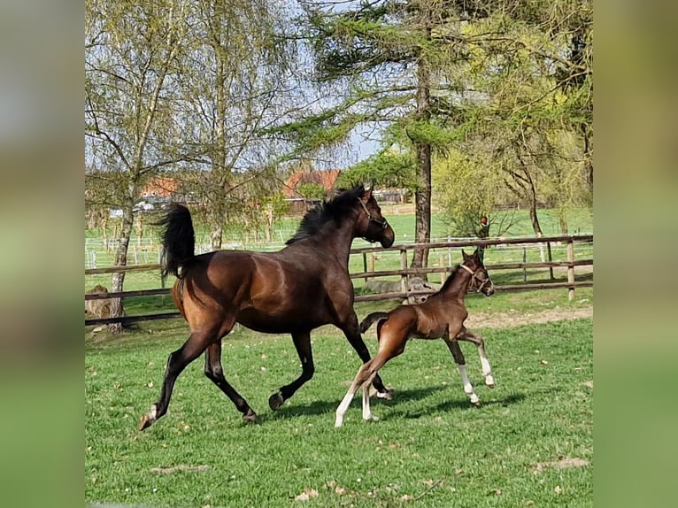 Hanovrien Jument Poulain (04/2026) 169 cm Bai in Reinstorf